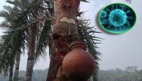 সারা দেশে নিপাহ ভাইরাসে আক্রান্ত হয়ে পাঁ...